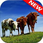 🐄 Cow Wallpapers icon