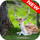 Deer Wallpapers APK