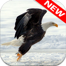 Eagle Wallpapers APK