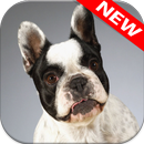 Bulldog francés Fondos APK