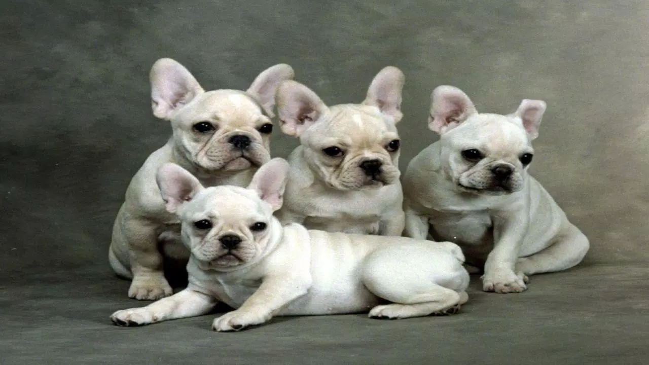 Tải xuống APK ???? French Bulldog Wallpapers – Cute Dog Wallpaper ...