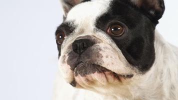 1 Schermata 🐕 French Bulldog Wallpapers – Cute Dog Wallpaper