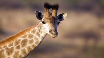 Giraffe Wallpapers screenshot 1