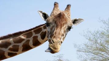 Giraffe Wallpapers screenshot 3