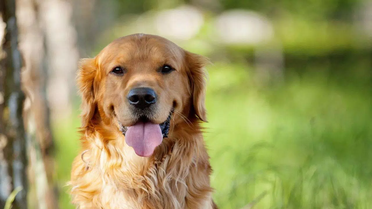 Tải xuống APK ???? Golden Retriever Wallpapers –Cute Dog Wallpaper ...