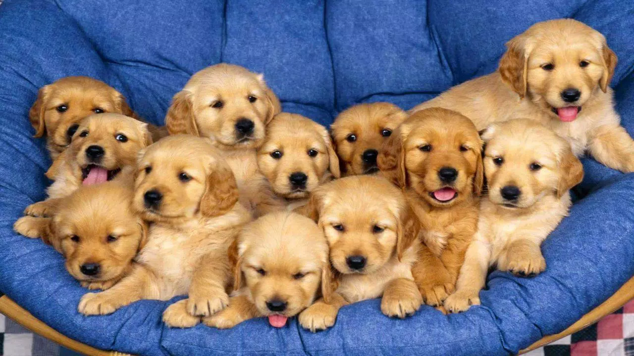 Tải xuống APK ???? Golden Retriever Wallpapers –Cute Dog Wallpaper ...