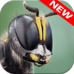 Insect Wallpapers