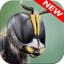 Insect Wallpapers APK