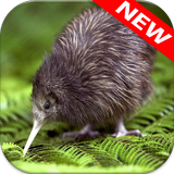 Kiwi Wallpapers 아이콘