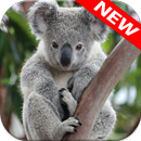 Fonds d'écran Koala APK