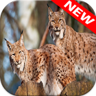 Lynx Wallpapers أيقونة