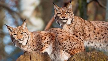 Lynx Wallpapers ảnh chụp màn hình 1