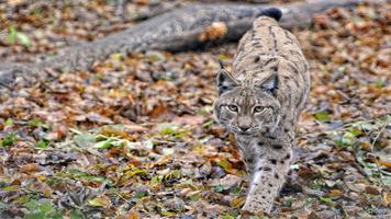 Lynx Wallpapers capture d'écran 2