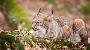 Lynx Wallpapers ảnh chụp màn hình 3