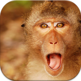 Monkey Wallpapers أيقونة