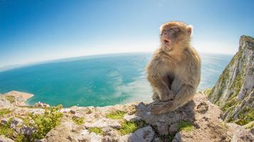 Monkey Wallpapers اسکرین شاٹ 2