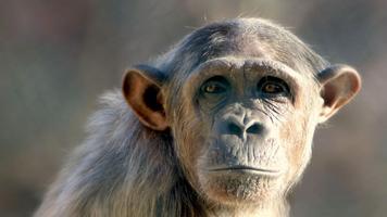 Monkey Wallpapers تصوير الشاشة 3