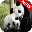 Panda Wallpapers ikona