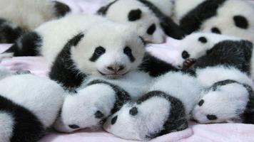 3 Schermata Panda Wallpapers