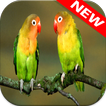 Parrot Wallpapers