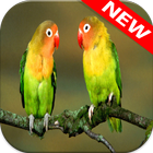 Parrot Wallpapers أيقونة