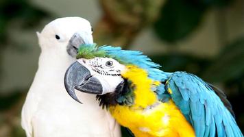 Parrot Wallpapers скриншот 3