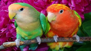 Parrot Wallpapers পোস্টার