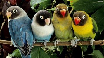 برنامه‌نما Parrot Wallpapers عکس از صفحه