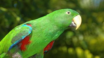 Parrot Wallpapers скриншот 2