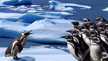 Penguin Wallpapers ภาพหน้าจอ 1