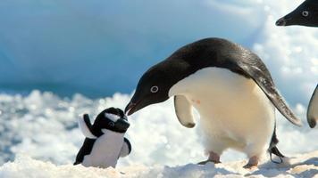 Penguin Wallpapers imagem de tela 2