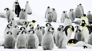 Penguin Wallpapers imagem de tela 3