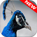 Peafowl Wallpapers أيقونة