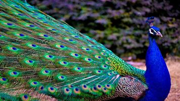 Peafowl Wallpapers Affiche