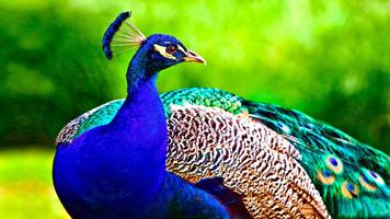 Peafowl Wallpapers imagem de tela 2