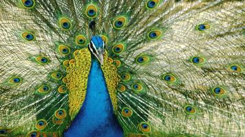 Peafowl Wallpapers imagem de tela 3