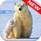 Polar Bear Wallpapers आइकन