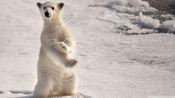 Polar Bear Wallpapers পোস্টার