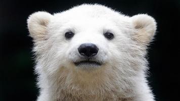 Polar Bear Wallpapers 截图 1