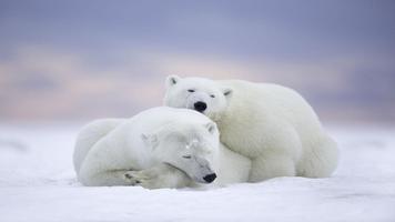 Polar Bear Wallpapers स्क्रीनशॉट 2