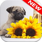 🐕 Pug Wallpapers – Cute Dog Wallpaper 아이콘