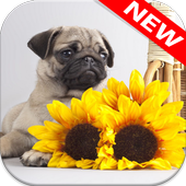 🐕 Pug Wallpapers – Cute Dog Wallpaper icon