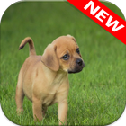 Puppy Wallpapers simgesi