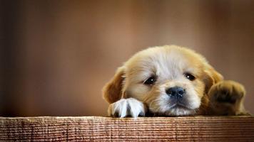 Puppy Wallpapers 스크린샷 3