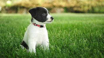 Puppy Wallpapers پوسٹر