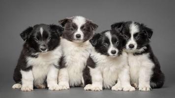 Puppy Wallpapers 截图 1