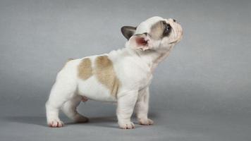 Puppy Wallpapers 截图 2