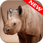 Rhino Wallpapers icon