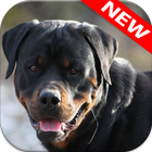 Rottweiler Wallpapers icono