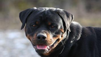 Rottweiler Wallpapers poster